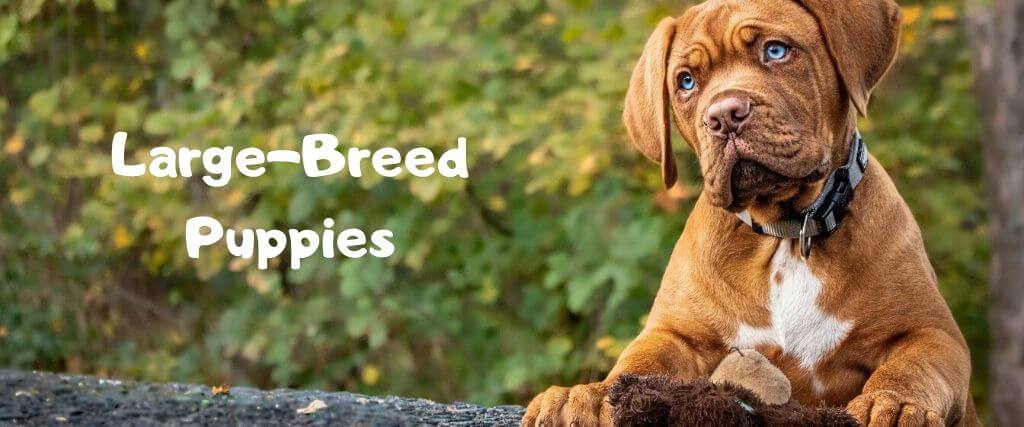 Large-Breed Puppies