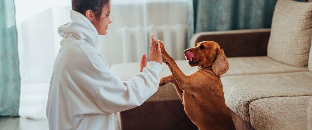  5 Fun Indoor Games to Keep Your Dog Entertained When It's Too Cold Outside