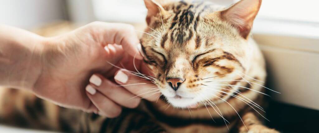 9 Ways to Manage Cat Anxiety and Stress at Home