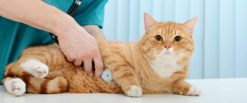 Annual Exams for Cats: Why They’re Just as Important as Dog Checkups