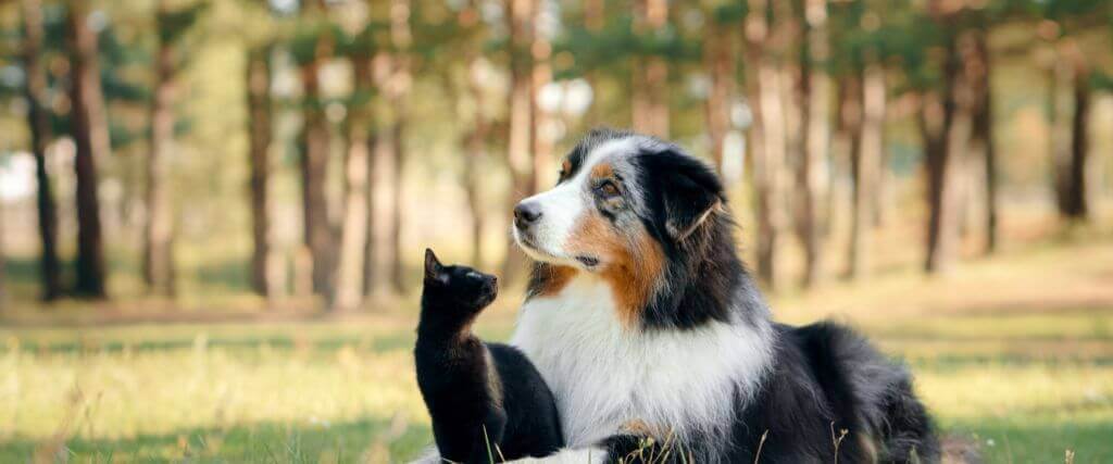 15 Ways Cats and Dogs Tell Us They're in Pain