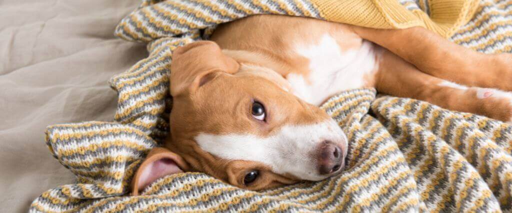 5 Common Illnesses in Dogs and What You Need to Know