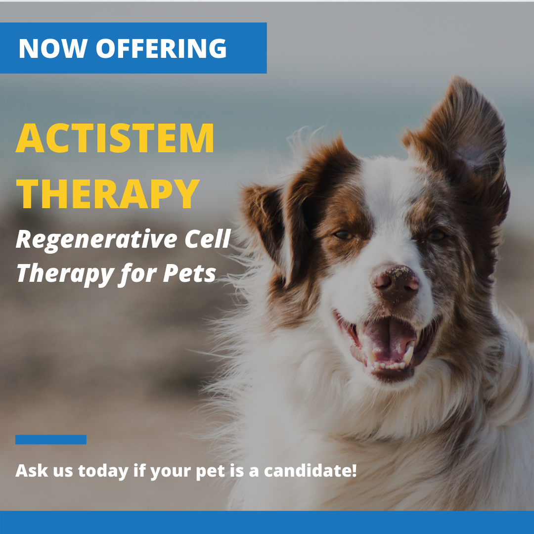 regenerative therapy for pets at hebron ah