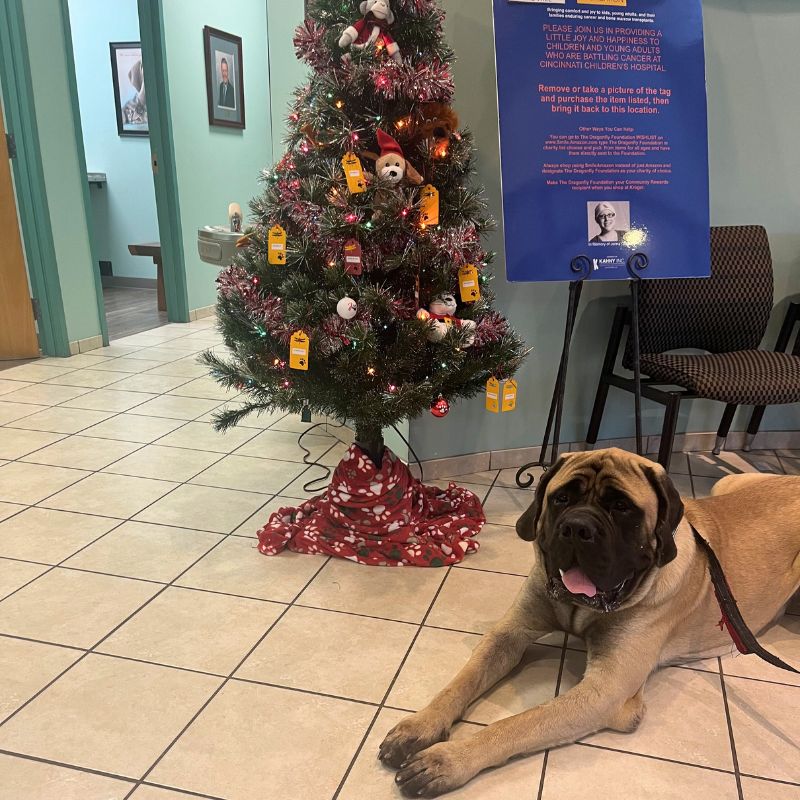 Angel Tree At Hebron Animal Hospital