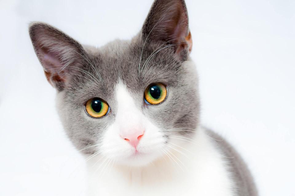 cat services cat services