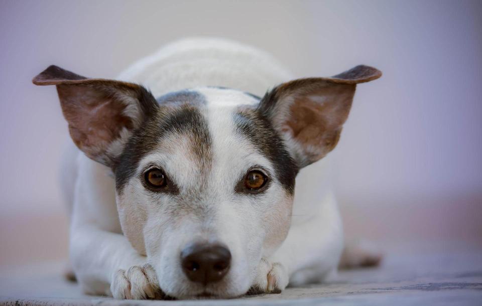 dog services dog services