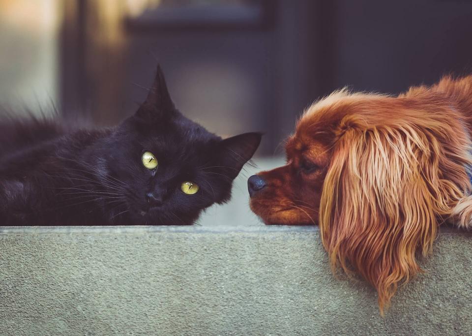 veterinary services veterinary services