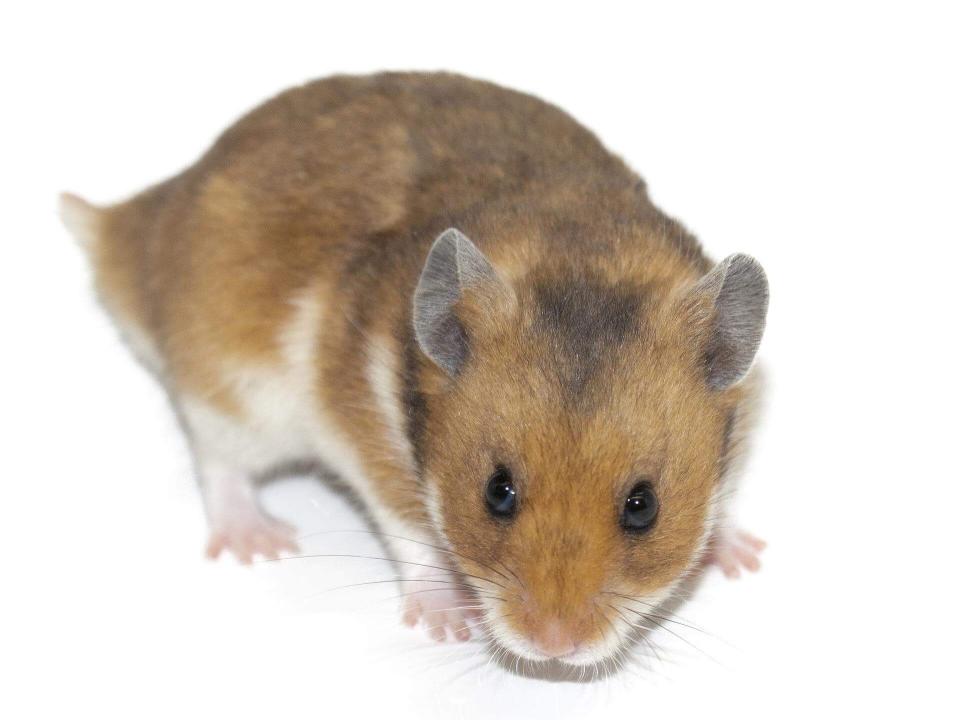 Exotic Pet Care | Hebron Animal Hospital