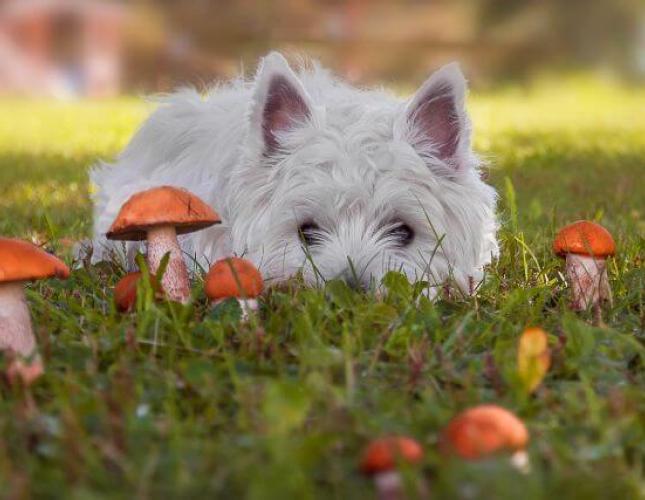 A Fungus Among Us: Mushroom Ingestion in Dogs