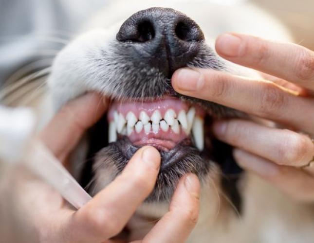 What Is a COHAT? So Much More Than a Standard Pet Teeth Cleaning