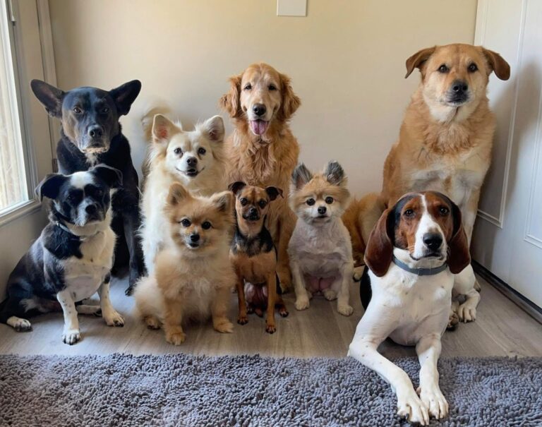 Celebrating National Dog Training Month